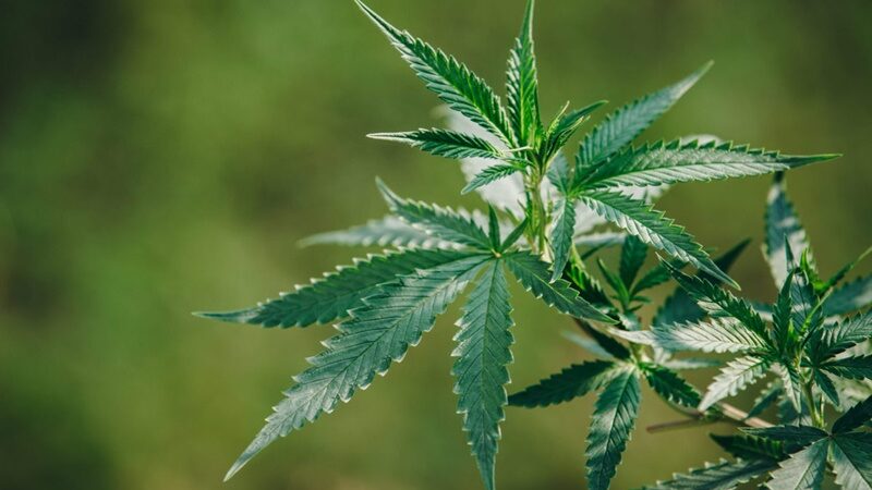 Portar maconha para consumo não é crime, decide STF