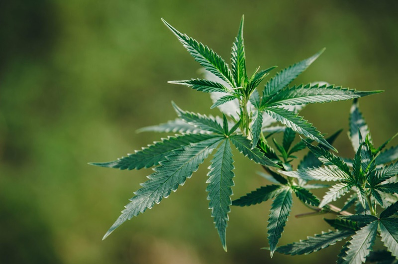 Portar maconha para consumo não é crime, decide STF