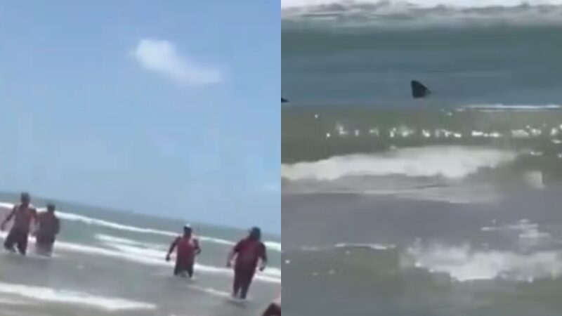 Tubarão at4ca banhistas e causa pânico em praia; veja vídeo