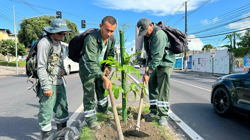 Prefeitura de Manaus realiza manutenção da arborização e plantio em canteiro central da avenida Djalma Batista