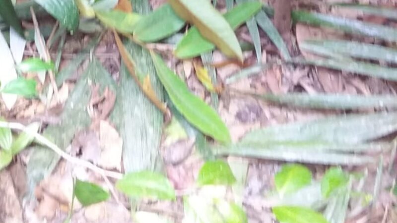 Homem é encontrado m0rto próximo ao Ramal Água Branca, em Manaus