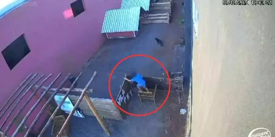 Menino de 9 anos invade hospital veterinário e mata 23 animais