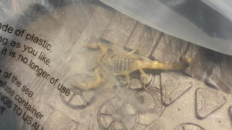 Jovem faz compras na Shein e leva susto ao encontrar escorpião vivo em sua encomenda